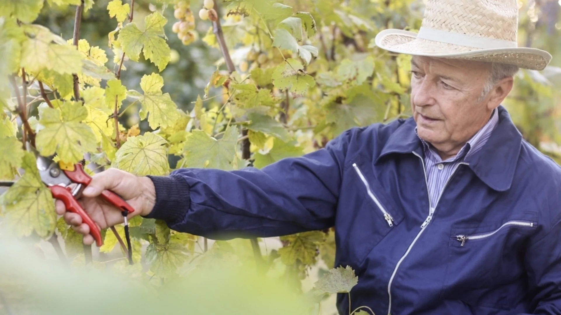 Подготовка на лозите за зимата: Какво да направите, освен натрупване на могили, за да имате богата реколта