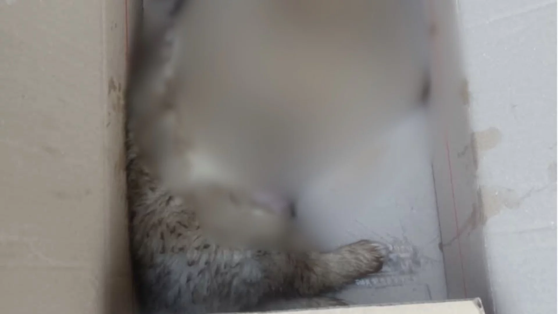 Нов случай на сгазено кученце - този път в Якоруда (ВИДEО)