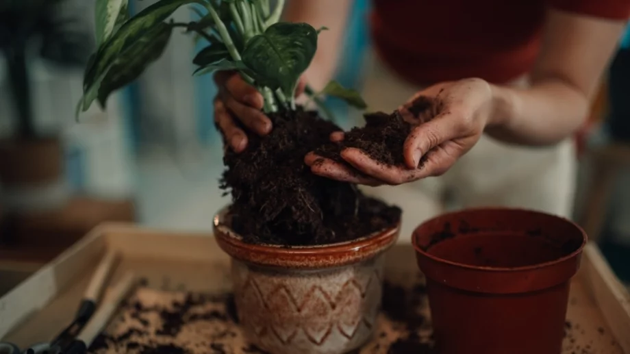 Не я изхвърляйте! С тези 3 стъпки ще направите старата почва за саксии като нова