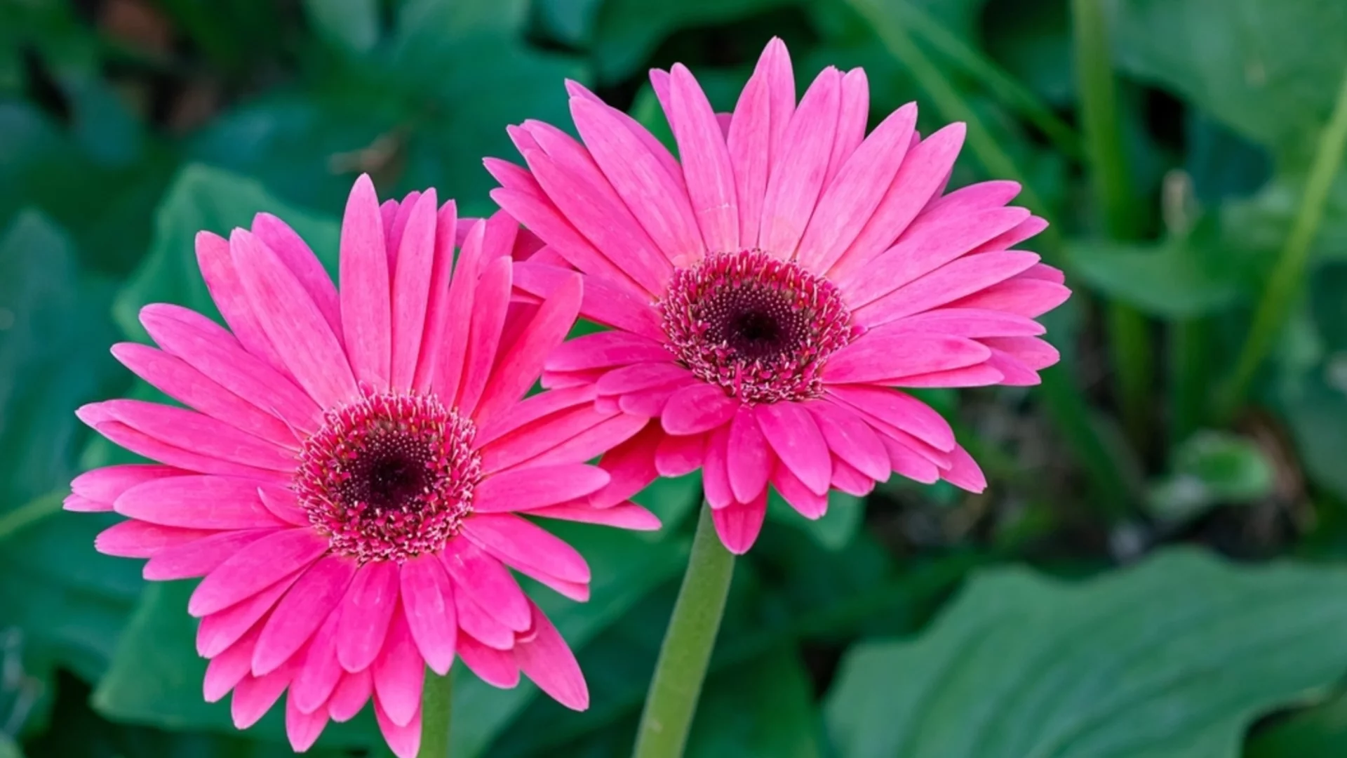 Как правилно да презимувате африкански маргаритки