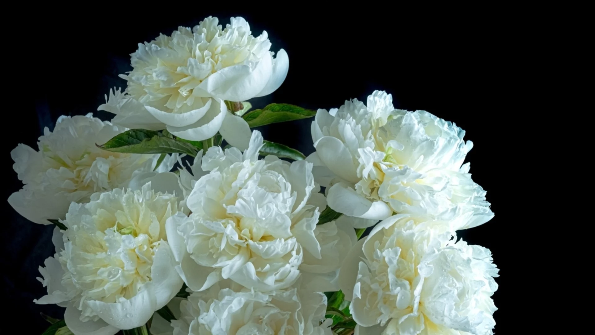 Красивото бяло цвете, което ще изпълни дома ви със сладки аромати