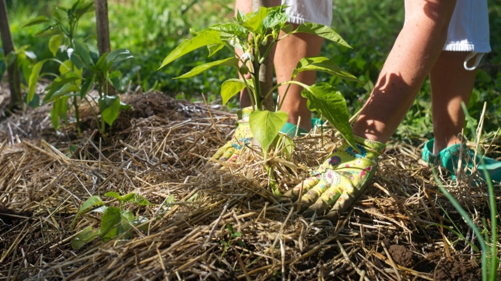 Растения, които се нуждаят от мулчиране през зимата 