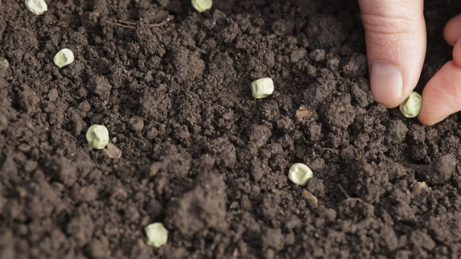 Един от най-лесните зеленчуци за отглеждане на закрито  