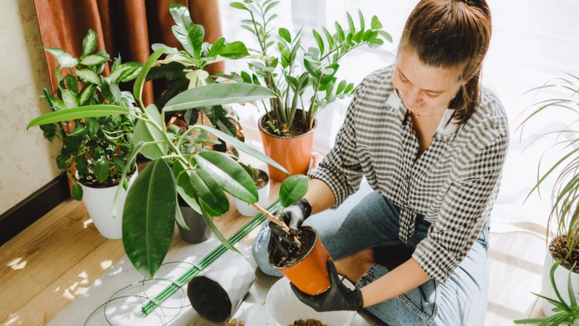 Може ли да пресаждате стайни растения през есента?