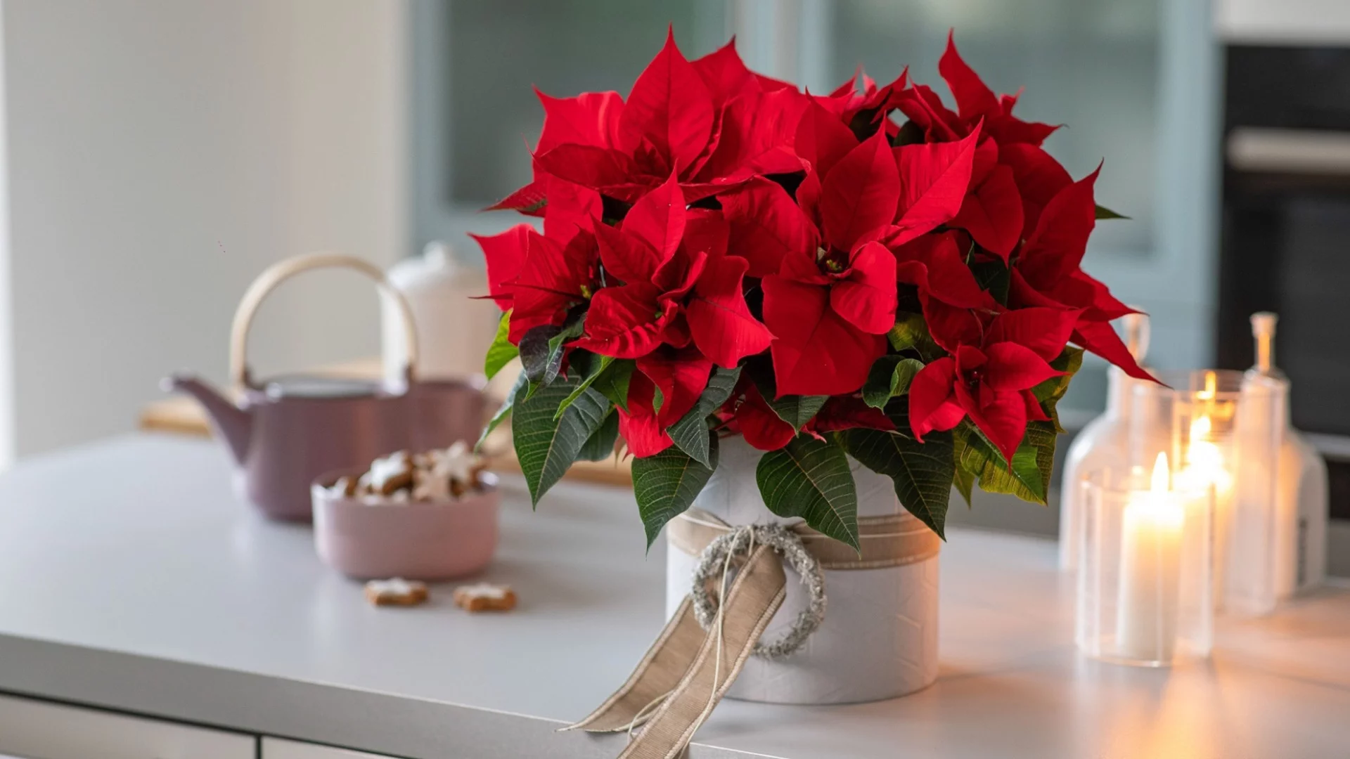 Зимни стайни растения, които виреят на тъмно