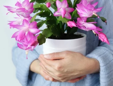 Как да използвате кафе, за да цъфти коледничето ви всяка година