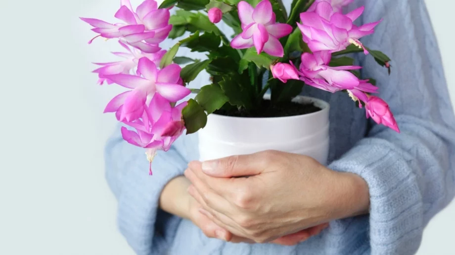 Как да използвате кафе, за да цъфти коледничето ви всяка година