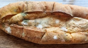 Дори да изглеждат добре: 5 храни, които могат да имат скрита плесен