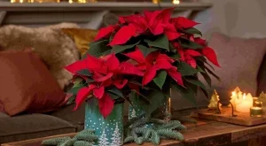 Празнично настроение у дома: Съвети за грижа за коледната звезда