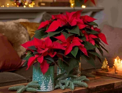 Празнично настроение у дома: Съвети за грижа за коледната звезда