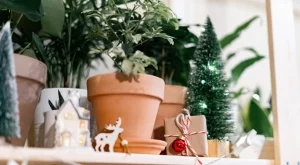 Най-добрите коледни песни за растенията, стимулират растежа им