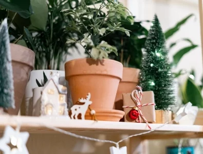 Най-добрите коледни песни за растенията, стимулират растежа им