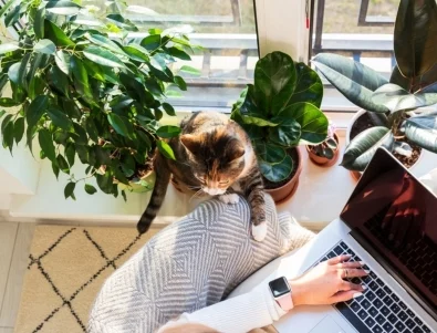 5 стайни растения, които ще ви донесат късмет през 2026