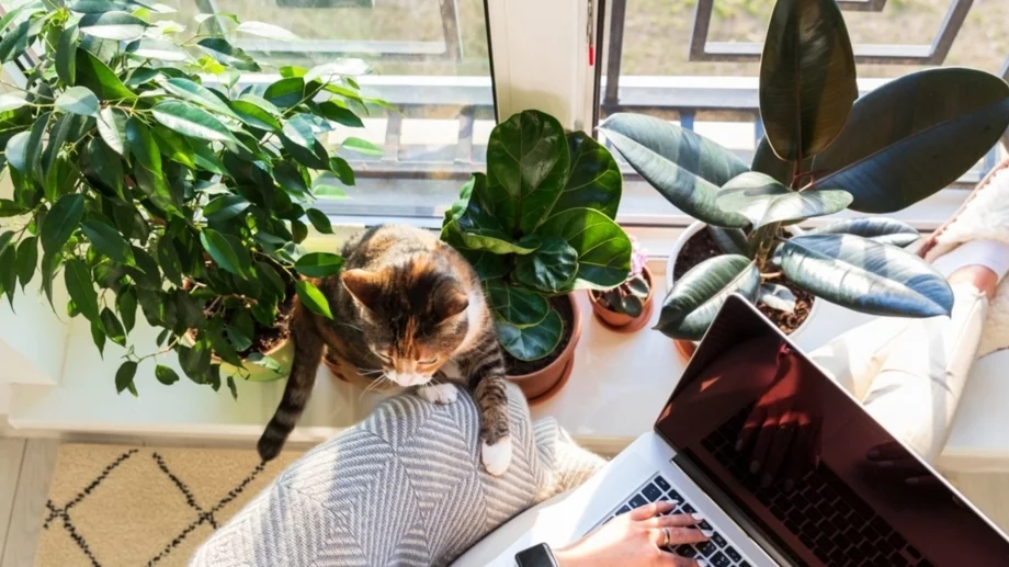 5 стайни растения, които ще ви донесат късмет през 2026