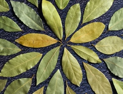 Сложете дафинов лист под килима и ще се отървете от проблем, който тормози всички