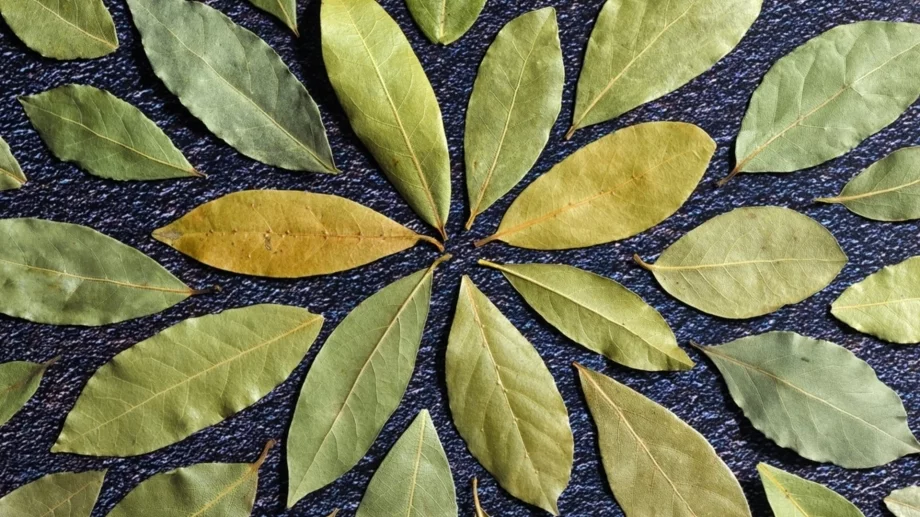 Сложете дафинов лист под килима и ще се отървете от проблем, който тормози всички