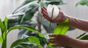 4 места, на които е добре да сложите лилията на мира, за да цъфти