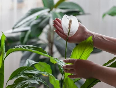 4 места, на които е добре да сложите лилията на мира, за да цъфти