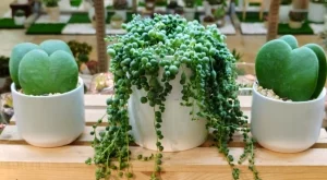 5 растения, които да сложите в дома си за по-добри отношения