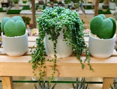 5 растения, които да сложите в дома си за по-добри взаимоотношения