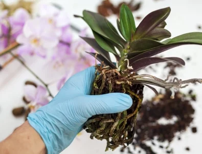 Пресаждане на орхидея: Кога и как да го направите правилно