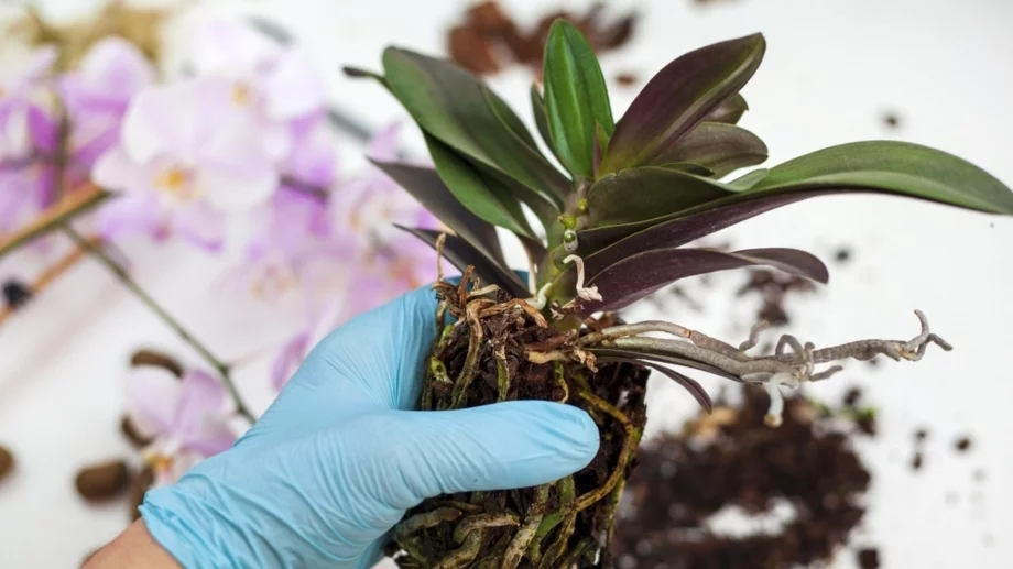 Пресаждане на орхидея: Кога и как да го направите правилно