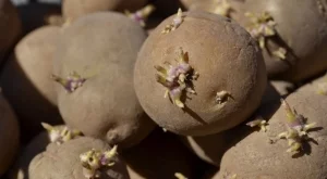 Как да съхранявате картофи, за да не покълнат? Този трик помага