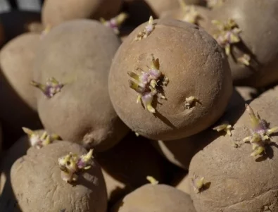 Как да съхранявате картофи, за да не покълнат? Този трик помага