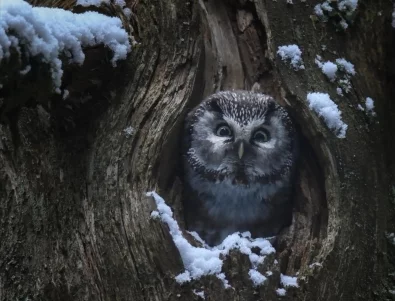СФФ Природа: С "Мълчаливият приятел" на Илдико Енеди и "Магията на гората" на Венсан Мюние