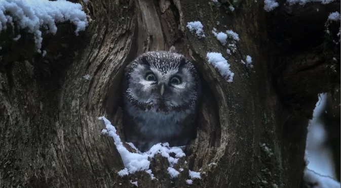 СФФ Природа: С "Мълчаливият приятел" на Илдико Енеди и "Магията на гората" на Венсан Мюние