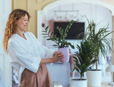 5 растения за изчистване на отрицателната енергия от дома ви