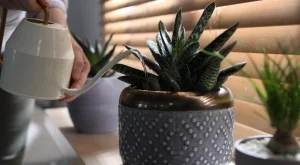 Колко често да поливате сукуленти - и правилният начин да го правите