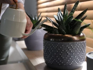 Колко често да поливате сукуленти - и правилният начин да го правите