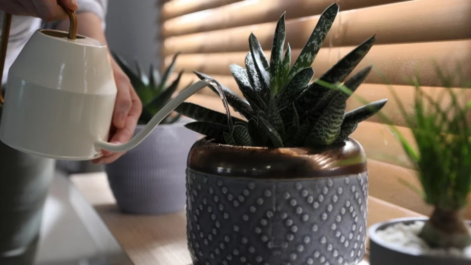 Колко често да поливате сукуленти - и правилният начин да го правите