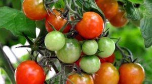 Създадоха нов сорт домати с аромат на пуканки