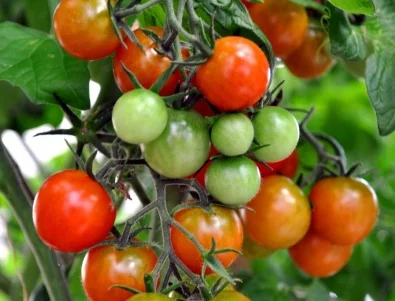 Създадоха нов сорт домати с аромат на пуканки