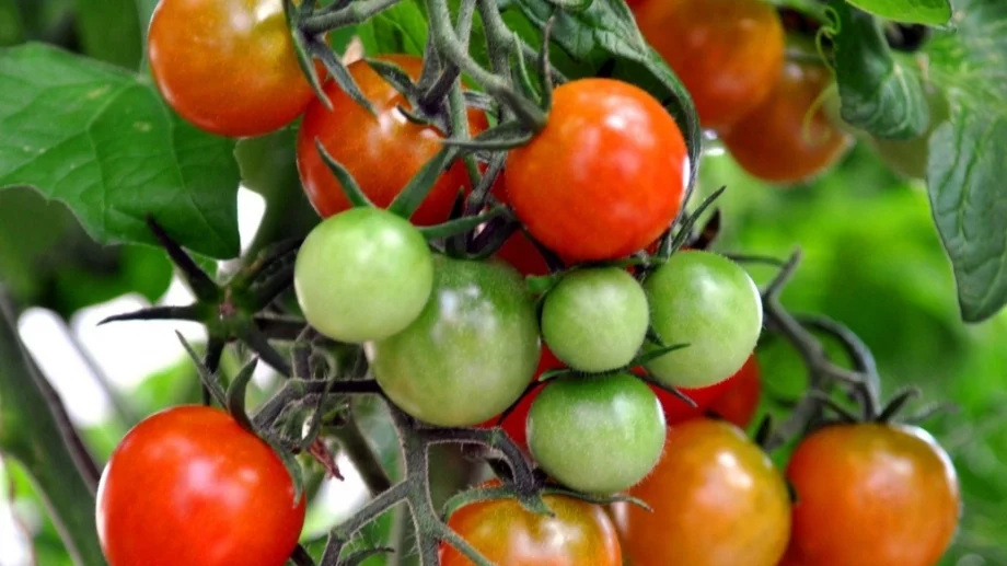 Създадоха нов сорт домати с аромат на пуканки