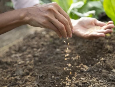 5 бързо растящи зеленчука, които можете да засадите през март 