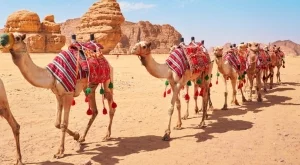 Изхвърлиха камили от конкурс за красота заради ботокс