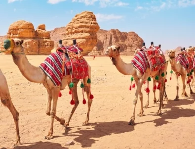 Изхвърлиха камили от конкурс за красота заради ботокс