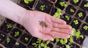 Как успешно да засадите разсад през март