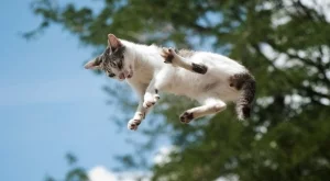 Разгадаха защо падащите котки винаги се приземяват на краката си