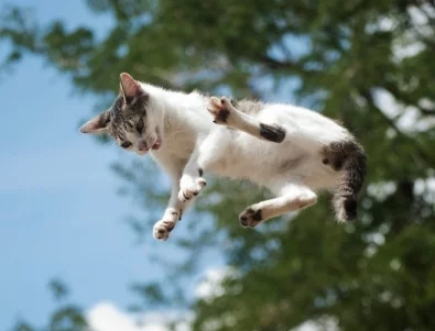 Разгадаха защо падащите котки винаги се приземяват на краката си