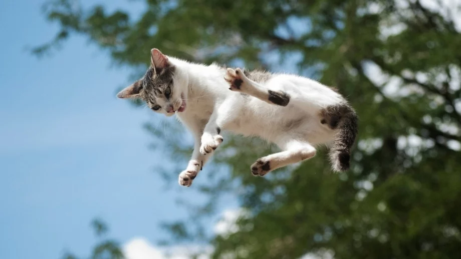 Разгадаха защо падащите котки винаги се приземяват на краката си