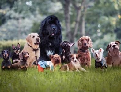 Тази порода кучета проявява музикални способности