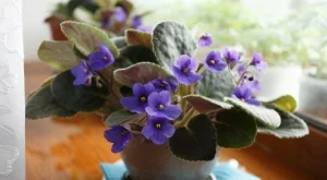 От какво се нуждаят теменужките ви в началото на пролетта