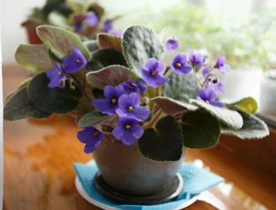 От какво се нуждаят теменужките ви в началото на пролетта