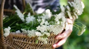 Бял равнец: Чудодейна билка, която трябва да имате в дома си