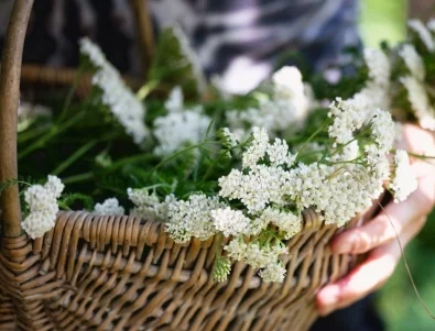 Бял равнец: Чудодейна билка, която трябва да имате в дома си