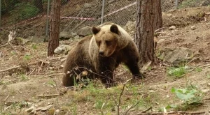 Паркът за мечки в Белица отново отваря врати за посетители 